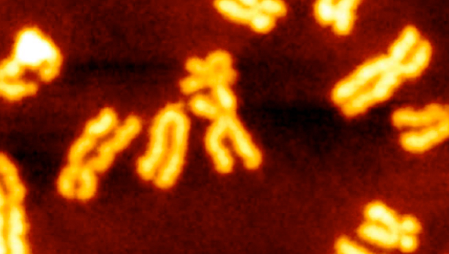costanzo_lab_hero