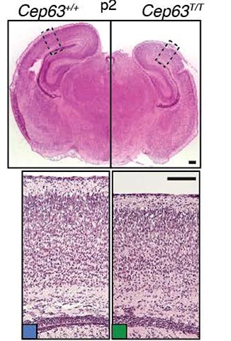 Fig 01