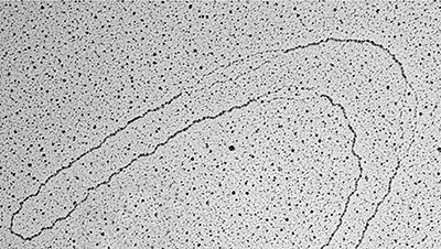 DNA metabolism