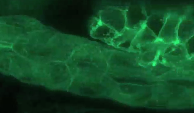 naturecom2020 movie